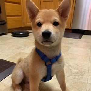 Meet your Posher, Cindy